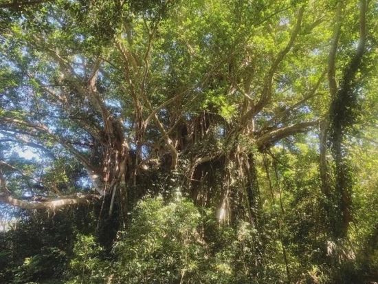 加計呂麻島の「歩く図鑑」！認定ガイド佐藤さんと行く！島内観光ツアー　＜生間港・瀬相港 発着＞ by Cross Island