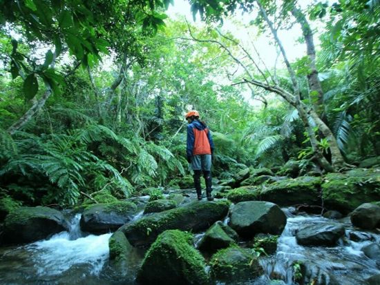 ジャングルトレッキングツアー のんびり・ゆっくりがテーマの1日森林浴　画像データプレゼント＜1日／昼食付き／指定ホテル無料送迎／石垣島から日帰り可＞