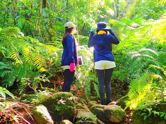 ジャングルトレッキングツアー のんびり・ゆっくりがテーマの1日森林浴　画像データプレゼント＜1日／昼食付き／指定ホテル無料送迎／石垣島から日帰り可＞