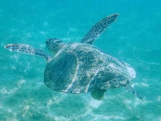 シュノーケリング＋選べるアクティビティ(SUPまたはシーカヤック)　加計呂麻島の無人ビーチへ！＜半日・1日／生間港・島内発着＞by Cross Island