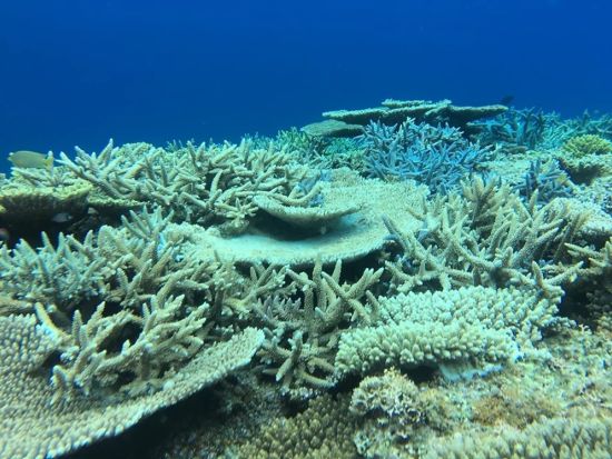 シュノーケリング＋選べるアクティビティ(SUPまたはシーカヤック)　加計呂麻島の無人ビーチへ！＜半日・1日／生間港・島内発着＞by Cross Island