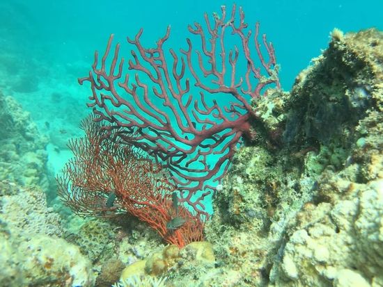 シュノーケリング＋選べるアクティビティ(SUPまたはシーカヤック)　加計呂麻島の無人ビーチへ！＜半日・1日／生間港・島内発着＞by Cross Island