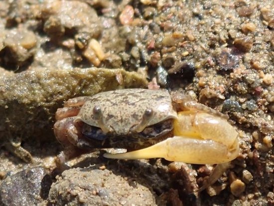 呑之浦（のみのうら）干潟とマングローブツアー SUP／シーカヤックで海からしか行けない貴重な原生林へ＜2時間／生間港・島内発着＞by Cross Island