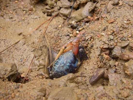 呑之浦（のみのうら）干潟とマングローブツアー SUP／シーカヤックで海からしか行けない貴重な原生林へ＜2時間／生間港・島内発着＞by Cross Island