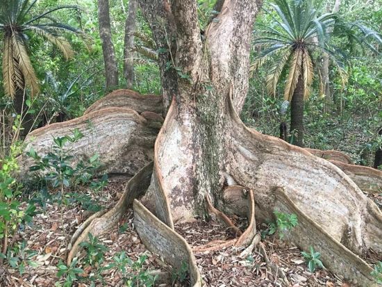 呑之浦（のみのうら）干潟とマングローブツアー SUP／シーカヤックで海からしか行けない貴重な原生林へ＜2時間／生間港・島内発着＞by Cross Island