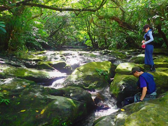 ジャングルトレッキング＋星空鑑賞＋ナイトツアー　西表島の昼と夜の魅力を満喫するセットプラン！画像データプレゼント＜半日＋夜間／大原港周辺ホテル無料送迎／西表島＞