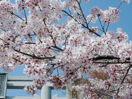 Japan_Shiga_Hiyoshi_taisha_pixta_76215281