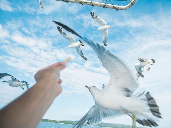かもめクルージング７