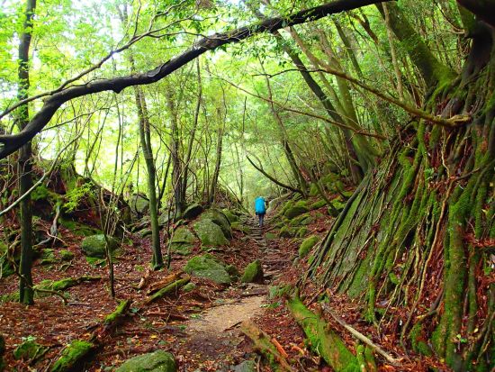 白谷雲水峡・太鼓岩トレッキングツアー　豪華6点フル装備レンタル付き  by Yamakara屋久島