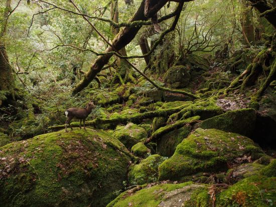白谷雲水峡・太鼓岩トレッキングツアー　豪華6点フル装備レンタル付き  by Yamakara屋久島