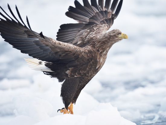 pixta_46339971_M (1)　流氷オジロワシ