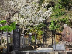 Japan_Kanagawa_Kamakura_YoritomoNoHaka_CherryBlossom_pixta_84843223_M