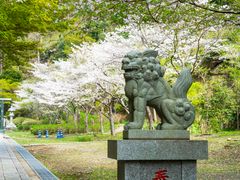 Japan_Kanagawa_Kamakura_Kenchoji_CherryBlossom_pixta_85820164_M