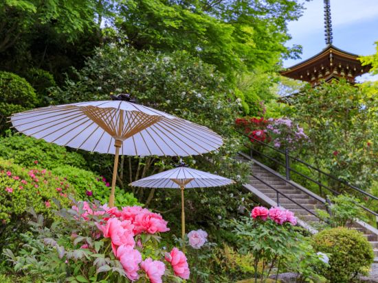 奈良駅発 日帰りバスツアー 大和四寺巡礼 安倍文殊院＋岡寺＋室生寺＋長谷寺を1日で参拝＜昼食付／英語・中国語対応音声ガイドあり／JR奈良駅・近鉄奈良駅発＞