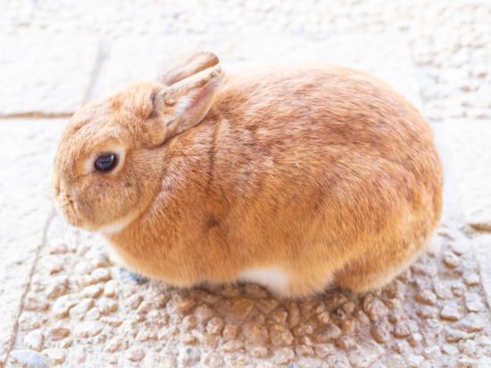 加賀周遊バス「キャンバス」乗車券　山中温泉・山代温泉・片山津温泉・那谷寺・月うさぎの里など下車可能！ゆのくにの森入場券付プランあり＜1日券or2日券＞