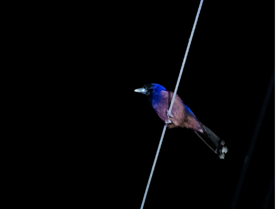 奄美大島ナイトツアー 天然記念物のアマミノクロウサギなど夜行性の希少動物を見に行こう＜瀬戸内町＞by シーゴブリンズ