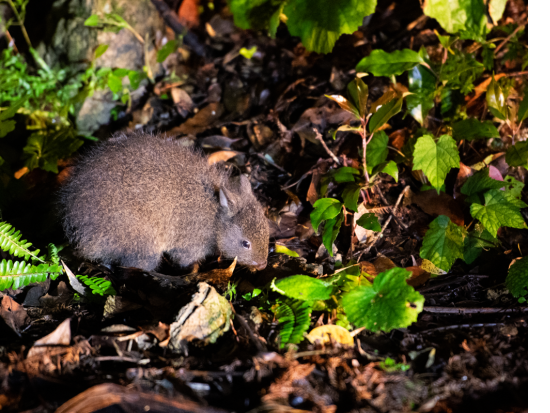 奄美大島ナイトツアー 天然記念物のアマミノクロウサギなど夜行性の希少動物を見に行こう＜瀬戸内町＞by シーゴブリンズ