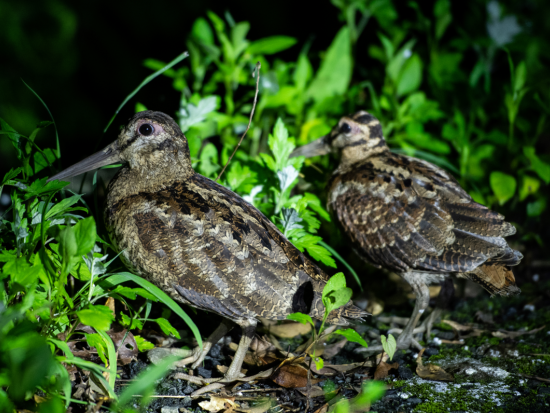奄美大島ナイトツアー 天然記念物のアマミノクロウサギなど夜行性の希少動物を見に行こう＜瀬戸内町＞by シーゴブリンズ