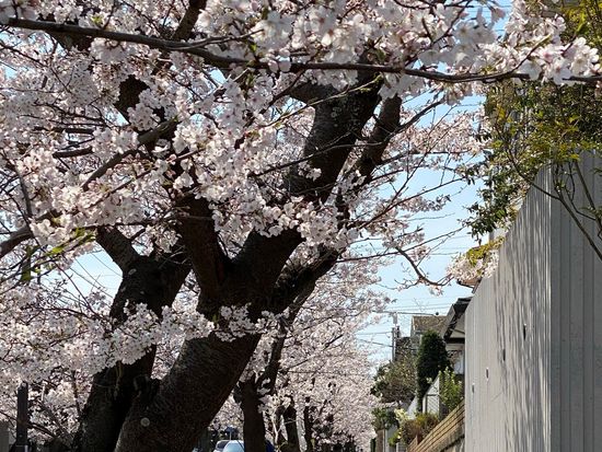 ハイランド・桜