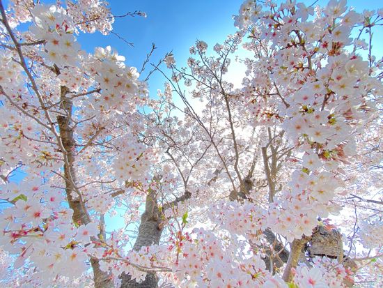 ハイランド・桜 (2)