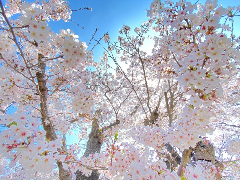 ハイランド・桜 (2)