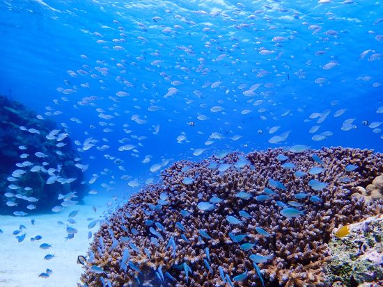 【慶良間シーカヤック＆シュノーケリング】初心者や体力に自信の無い方でも安心　世界が恋するケラマブルーを全身で感じる海上ツーリング　＜半日または1日／阿嘉島発＞