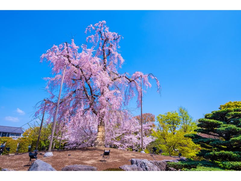 東寺の桜pixta_76143697_M
