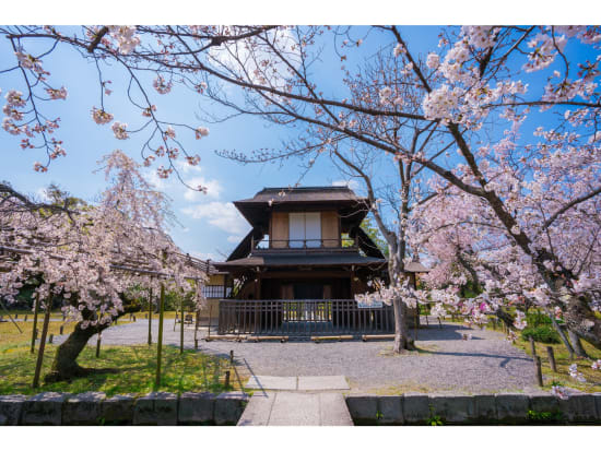 桜の名所バスツアー 妙心寺退蔵院の紅しだれ桜 大覚寺 渉成園 22 3 26 4 15限定 昼食付 1日 京都駅発 By 京都定期観光バス 京都の観光 遊び 体験 レジャー専門予約サイト Veltra ベルトラ