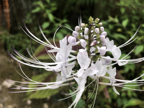 昆虫観察ツアー　オリジナル昆虫標本が作れるオプションあり ＜夕食付き／日本語ガイド／コタキナバル発＞