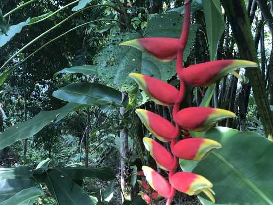 昆虫観察ツアー　オリジナル昆虫標本が作れるオプションあり ＜夕食付き／日本語ガイド／コタキナバル発＞