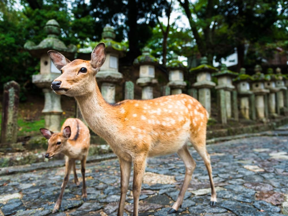 奈良公園鹿さん満喫コース フランス生まれのおしゃれな 三輪車シクロポリタン で巡る ディープな情報満載 これであなたも鹿博士 ガイド付き 奈良公園 By 心家 奈良の観光 遊び 体験 レジャー専門予約サイト Veltra ベルトラ