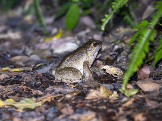 ナイトツアー　4WDジープに乗り込んで太古の森へタイムスリップ！希少な生き物たちに出会うワクワクの体験＜住用町＞ by 奄美ガイド「太古の森」