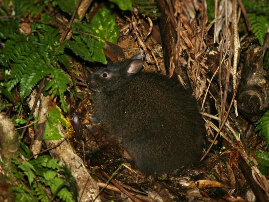 ナイトツアー　4WDジープに乗り込んで太古の森へタイムスリップ！希少な生き物たちに出会うワクワクの体験＜住用町＞ by 奄美ガイド「太古の森」