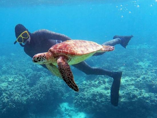 スキンダイビング　1枠1組限定の貸切制でマイペースに自由に泳げる素潜り体験　写真＆動画無料プレゼント！＜3時間／笠利町＞by OCEANZ