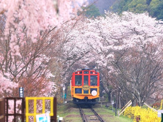  京馬車で巡る嵐山とトロッコ列車・保津川下りを楽しむ贅沢日帰りツアー					