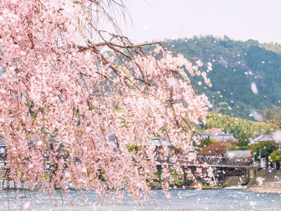  京馬車で巡る嵐山とトロッコ列車・保津川下りを楽しむ贅沢日帰りツアー					