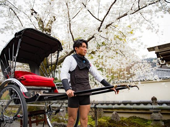 京都桜と人力車俥夫