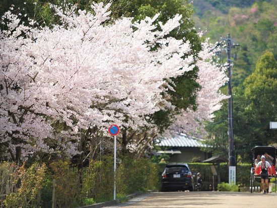 京都　桜　②