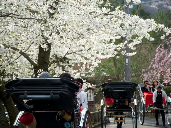 京都　人力車イメージ春　桜+人力車