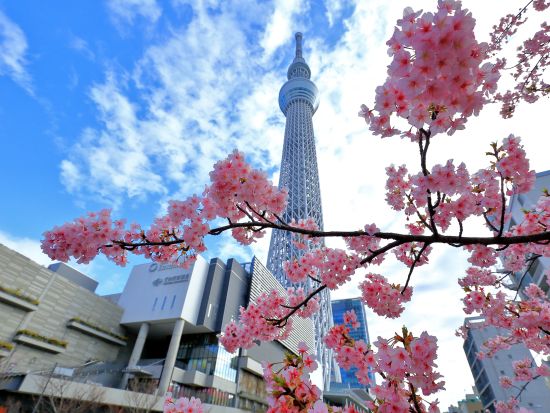東京スカイツリー®エンジョイパック 瓦割り願掛けプラン 東京スカイツリー日時指定券（天望デッキ＋天望回廊セット券）＋瓦割り8枚チャレンジ＜土日祝／押上＞