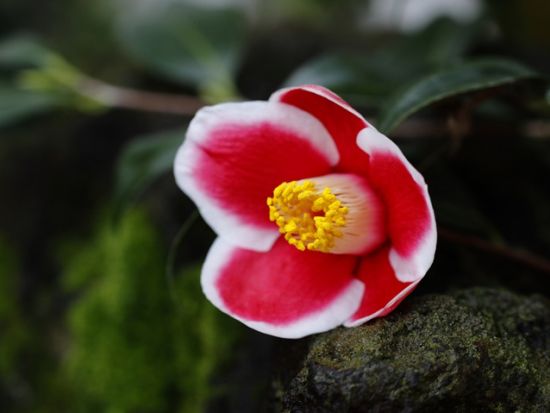 父ケ岳（ててがだけ）登山トレッキングツアー　原生林を進み五島列島最高峰の父ヶ岳頂上を目指す ＜福江島・五島市＞by アクロス五島