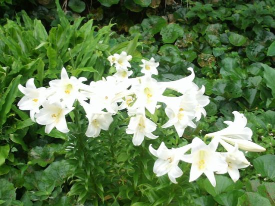 嵯峨島トレッキングツアー 日本の秘境百選に指定の火山島で歴史や自然に触れる半日 ＜福江島発・五島市＞ by アクロス五島