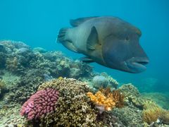 Maori Wrasse Wally