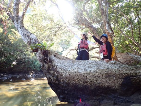 マングローブカヌー＋ピナイサーラの滝トレッキングツアー　由布島観光付きプランあり　ツアー写真プレゼント！＜昼食付き／上原港または西部地区ホテル無料送迎／西表島＞