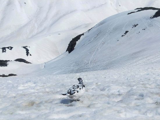 【2026】富山発着日帰りバスツアー 雪の大谷が語る水と氷の物語 雪の大谷ウォーク・立山黒部アルペンルートバスツアー 立山登山ガイドが徹底解説＜ランチ付／1日＞