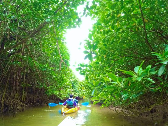【1組貸切】マングローブカヤック・シーカヤック体験 2つのアクティビティが楽しめる！＜6歳以上／動画・写真撮影無料／やんばる（東村）＞