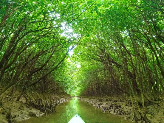 慶佐次川マングローブカヤックツアー ガイド貸切！大自然を満喫しよう＜3歳以上／動画・写真撮影無料／やんばる（東村）＞