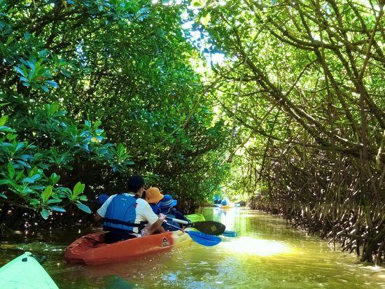 慶佐次川マングローブカヤックツアー ガイド貸切！大自然を満喫しよう＜3歳以上／動画・写真撮影無料／やんばる（東村）＞
