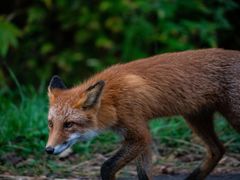 pixta_69618761_M