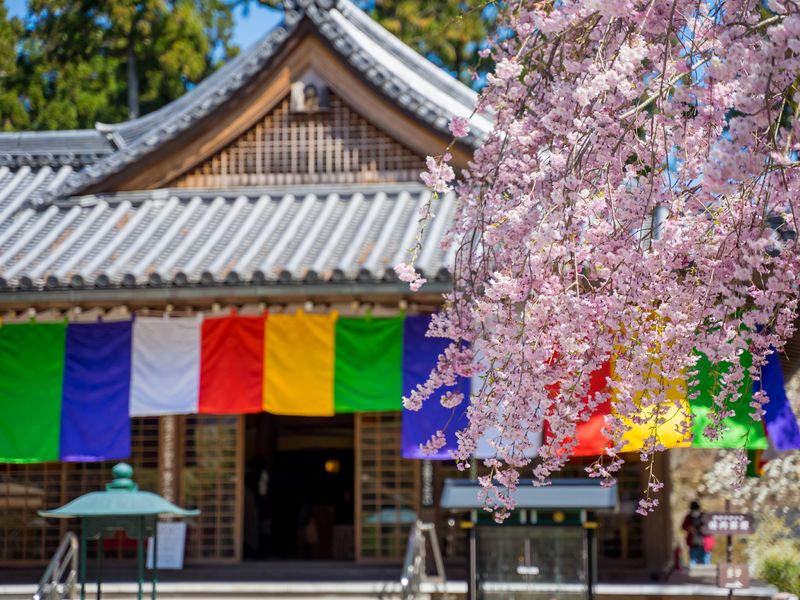 Japan_Kyoto_sanzenin_大原三千院_pixta_49908804